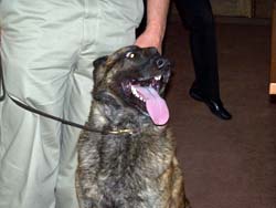 Argus, the Walworth County police dog